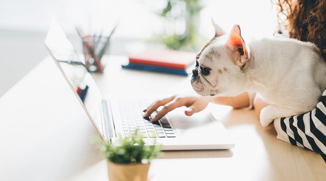 5 beneficios de permitir a tus colaboradores llevar a su perro al lugar de trabajo